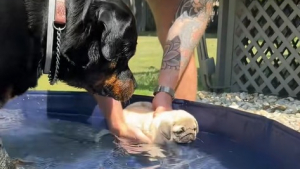 Illustration : "Dans une piscine, un Rottweiler montre à sa nouvelle petite sœur comment nager (vidéo) "