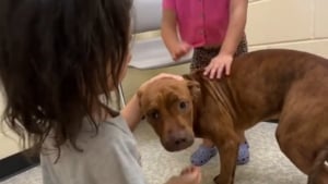 Illustration : "En visite au refuge sans l'intention d'adopter, ils y rencontrent le chien le plus timide et en tombent instantanément amoureux (vidéo)"