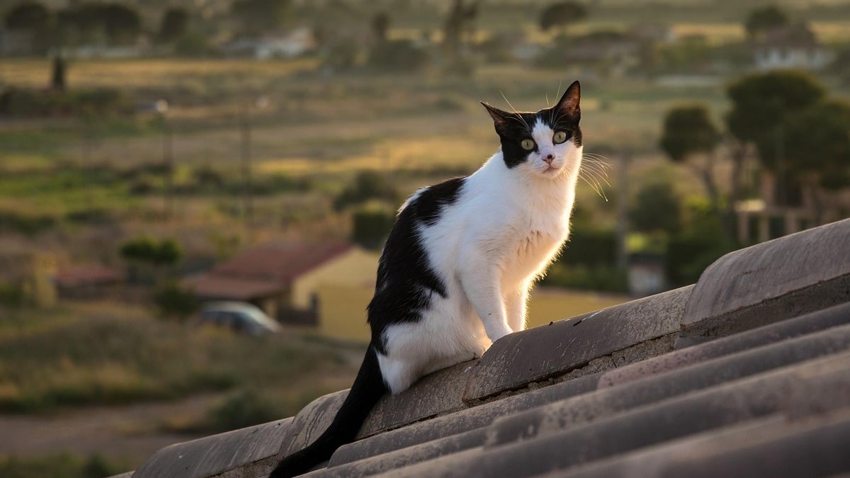 Illustration : "Elle cherchait son chat depuis 13 jours jusqu'à ce que ses miaulements la mènent à une église et donnent lieu à un sauvetage délicat"