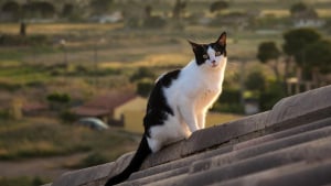 Illustration : "Elle cherchait son chat depuis 13 jours jusqu'à ce que ses miaulements la mènent à une église et donnent lieu à un sauvetage délicat"