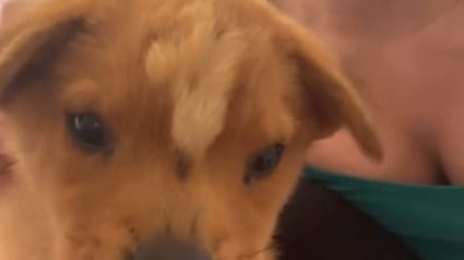 Illustration : Une famille canine, dont un chiot "licorne", s'&eacute;tant retrouv&eacute;e au refuge est &agrave; nouveau au complet gr&acirc;ce &agrave; une m&egrave;re d'accueil d&eacute;vou&eacute;e (vid&eacute;o)