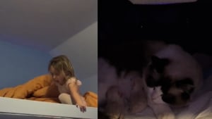 Illustration : "Une famille inquiète cherche sa chatte gestante partout avant de la retrouver dans un endroit inattendu pour accoucher (vidéo)"