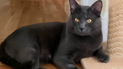 Illustration : « C'est remarquable ce que l'amour et l'attention peuvent accomplir », ce chat maltraité découvre que la vie vaut la peine d’être vécue