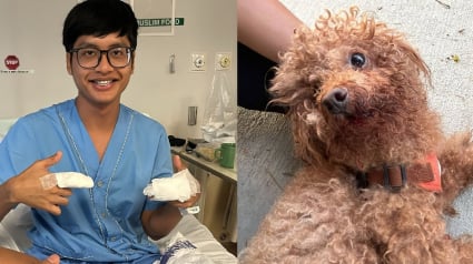 Illustration : Un chien en grand danger sur la route est secouru par un policier qui se blesse lors de sa courageuse intervention