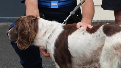Illustration : Volée puis retrouvée au bout de 11 années, une chienne séniore réapprend à vivre auprès de son maître