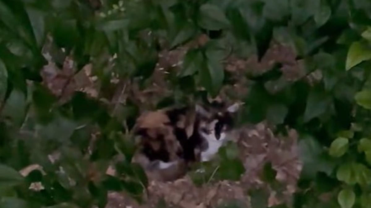 Illustration : "En balade, ils entendent pendant des heures des miaulements incessants et sauvent une chatte en détresse dans la forêt (vidéo) "