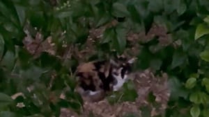 Illustration : En balade, ils entendent pendant des heures des miaulements incessants et sauvent une chatte en détresse dans la forêt (vidéo) 