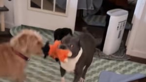 Illustration : "Cette chienne âgée issue d’un sauvetage obtient sa première peluche et retrouve son âme de chiot (vidéo) "