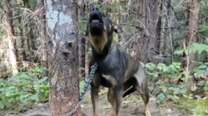 Illustration : Une dame promenant ses chiens découvre une chienne enchaînée dans les bois et sous la menace d'un feu de forêt