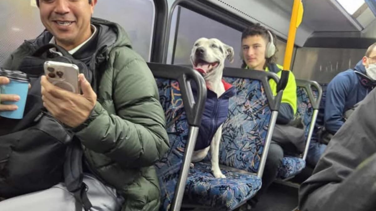 Illustration : "Les passagers d’un bus, d’abord amusés en voyant une chienne sur un siège, comprennent qu’elle a besoin d’aide "
