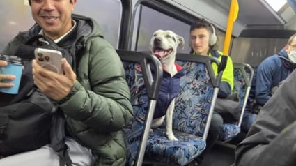 Illustration : Les passagers d’un bus, d’abord amusés en voyant une chienne sur un siège, comprennent qu’elle a besoin d’aide 