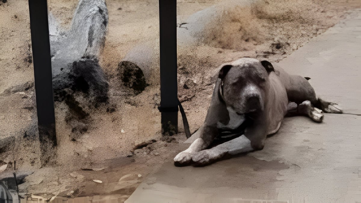 Illustration : "« Je ne peux pas le rendre », la note déchirante qui se trouvait à côté de ce chien attaché à un poteau en dit long sur sa détresse"