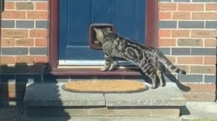 Illustration : "Ce n’est pas mon chat", la réponse inattendue d’un client à un installateur après le test de sa nouvelle chatière (vidéo)
