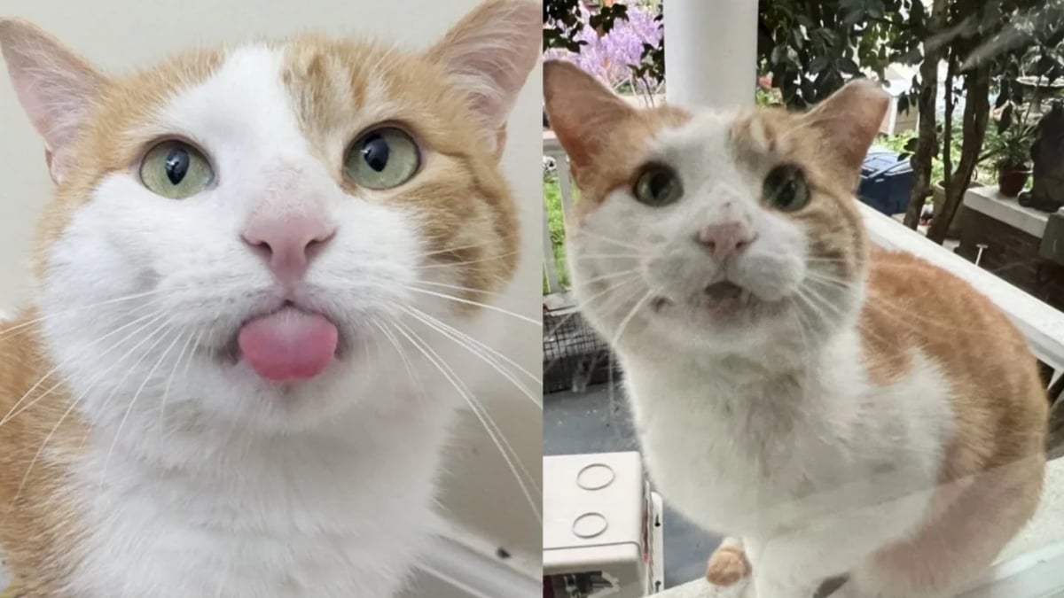 Illustration : "Ce chat qui n’a connu que la rue sollicite les habitants d’un quartier pour pouvoir enfin profiter d’un lit chaud"