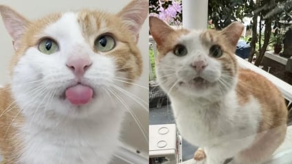Illustration : Ce chat qui n’a connu que la rue sollicite les habitants d’un quartier pour pouvoir enfin profiter d’un lit chaud