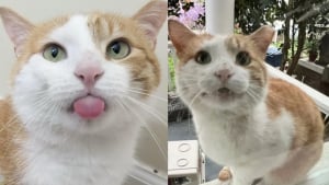 Illustration : "Ce chat qui n’a connu que la rue sollicite les habitants d’un quartier pour pouvoir enfin profiter d’un lit chaud"