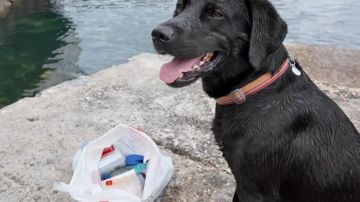 Illustration : "Ce chien « incroyablement loyal et intelligent » nettoie les plages aux côtés de son propriétaire investi dans l’écologie"