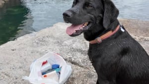 Illustration : "Ce chien « incroyablement loyal et intelligent » nettoie les plages aux côtés de son propriétaire investi dans l’écologie"