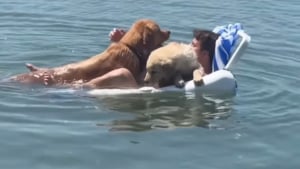 Illustration : "2 Golden Retrievers paniquent en voyant leur maître 