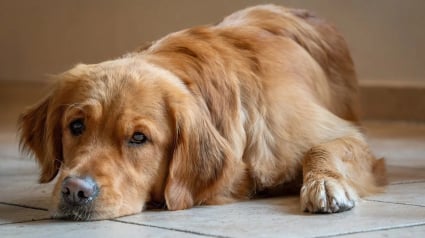 Illustration : Face à une vague d'empoisonnements de chiens, une association appelle les maîtres à l’union et la vigilance