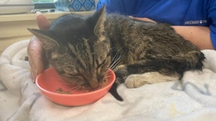 Illustration : « Il essayait juste de survivre », un chat survit aux inondations en restant coincé dans un four