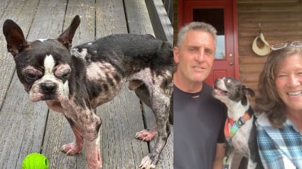 Illustration : Un Boston Terrier découvert malade et squelettique devant un magasin vit une métamorphose pour un nouveau départ au sein d'une famille aimante
