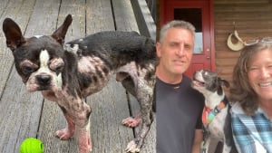 Illustration : "Un Boston Terrier découvert malade et squelettique devant un magasin vit une métamorphose pour un nouveau départ au sein d'une famille aimante"
