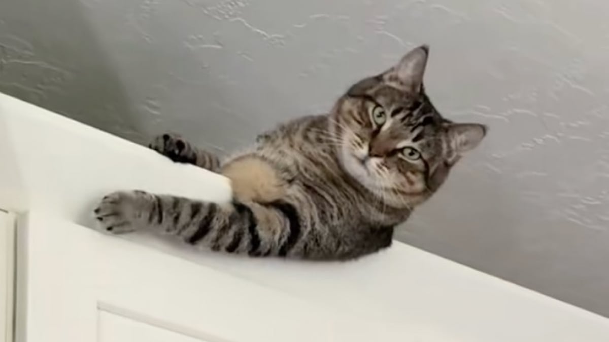 Illustration : "Ce chat tente par tous les moyens d’échapper à son rendez-vous chez le vétérinaire et termine sur le sommet d’un meuble inatteignable (vidéo)"