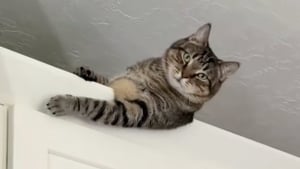 Illustration : "Ce chat tente par tous les moyens d’échapper à son rendez-vous chez le vétérinaire et termine sur le sommet d’un meuble inatteignable (vidéo)"