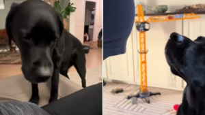 Illustration : "Cette maman est émue lorsqu’elle comprend que son chien sait parfaitement qu’elle attend un heureux événement (vidéo)"