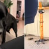 Illustration : Cette maman est émue lorsqu’elle comprend que son chien sait parfaitement qu’elle attend un heureux événement (vidéo)