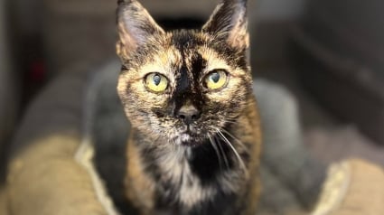 Illustration : "Pourquoi personne ne s’arrête sur elle ?", cette chatte de 8 ans n’arrive pas à trouver sa famille et espère trouver un foyer