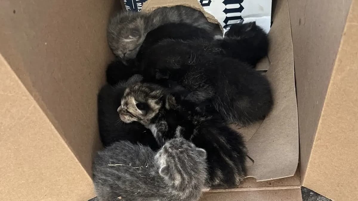Illustration : "Les clients d'un magasin de bricolage assistent ébahis à l'abandon d'une portée de chatons de quelques jours sur le parking, une bénévole passe à l'action "