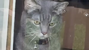 Illustration : "Le regard noir lancé par une chatte à son humain car il nourrit un chat errant annonce pourtant une belle histoire d'amitié (vidéo)"