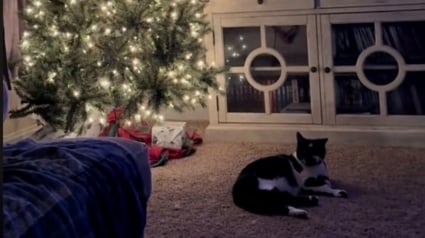 Illustration : "Je ne sais même pas comment il est entré", elle découvre que le chat qui lui fait face depuis plusieurs minutes n'est pas le sien (vidéo)
