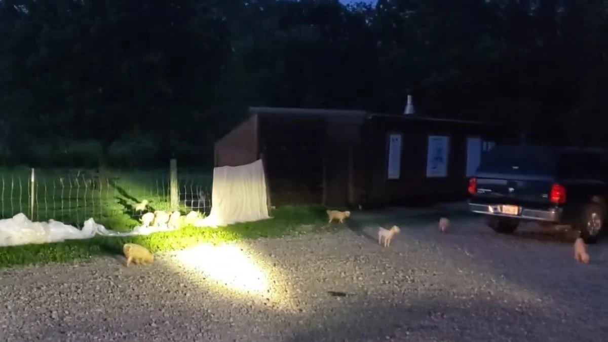 Illustration : "Trouvés abandonnés dans un parc, 40 chiens ont été répartis dans 4 associations afin d’espérer une meilleure vie (vidéo)"