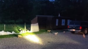 Illustration : "Trouvés abandonnés dans un parc, 40 chiens ont été répartis dans 4 associations afin d’espérer une meilleure vie (vidéo)"