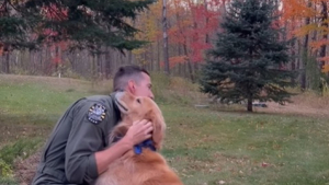 Illustration : De retour après une mission militaire de 3 mois, cet homme est accueilli en grande pompe par son adorable Golden Retriever (vidéo)