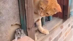 Illustration : "Contre toute attente, un chat roux et une petite souris destinés à être ennemis deviennent amis pour la vie (vidéo)"