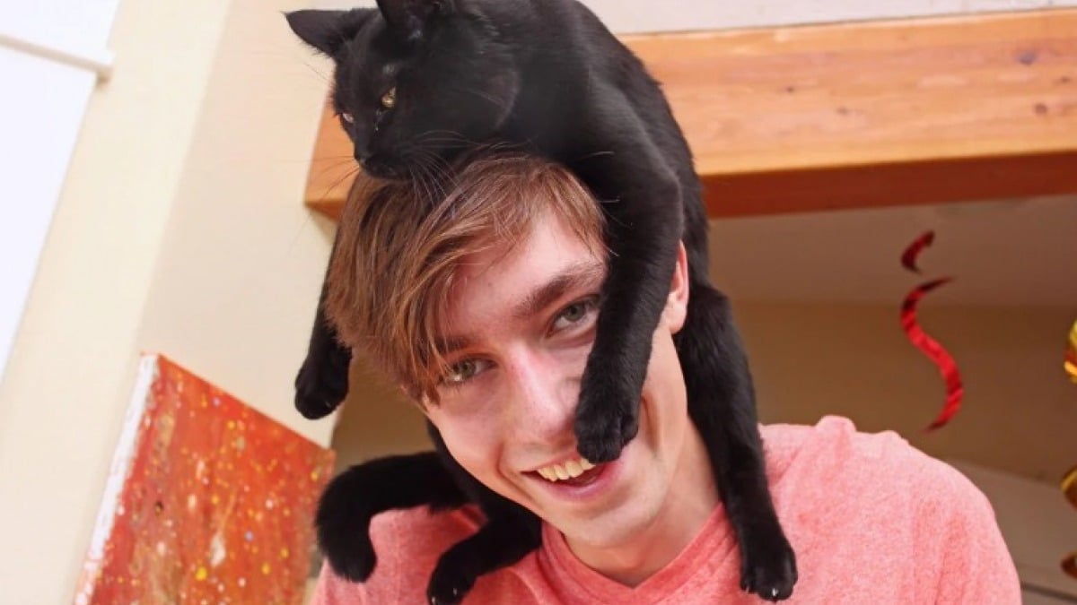 Illustration : "17 photos hilarantes de chats qui prennent leurs maîtres pour des perchoirs"