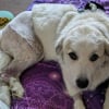 Illustration : Association et mère d'accueil donnent des nouvelles de Marshmallow, la chienne sauvée de l'errance et de l'amputation