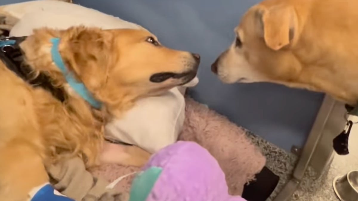 Illustration : "« Une pure émotion et un moment de bonheur », séparé de son meilleur ami, un chien lui fait une visite surprise durant son hospitalisation (vidéo)"