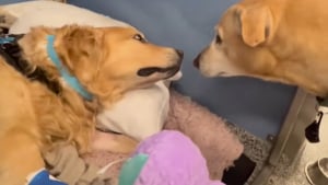 Illustration : "« Une pure émotion et un moment de bonheur », séparé de son meilleur ami, un chien lui fait une visite surprise durant son hospitalisation (vidéo)"