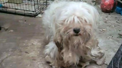 Illustration : « Une pauvre chienne, abandonnée comme un déchet » pour cause de déménagement retrouve la joie de vivre grâce à des bons samaritains