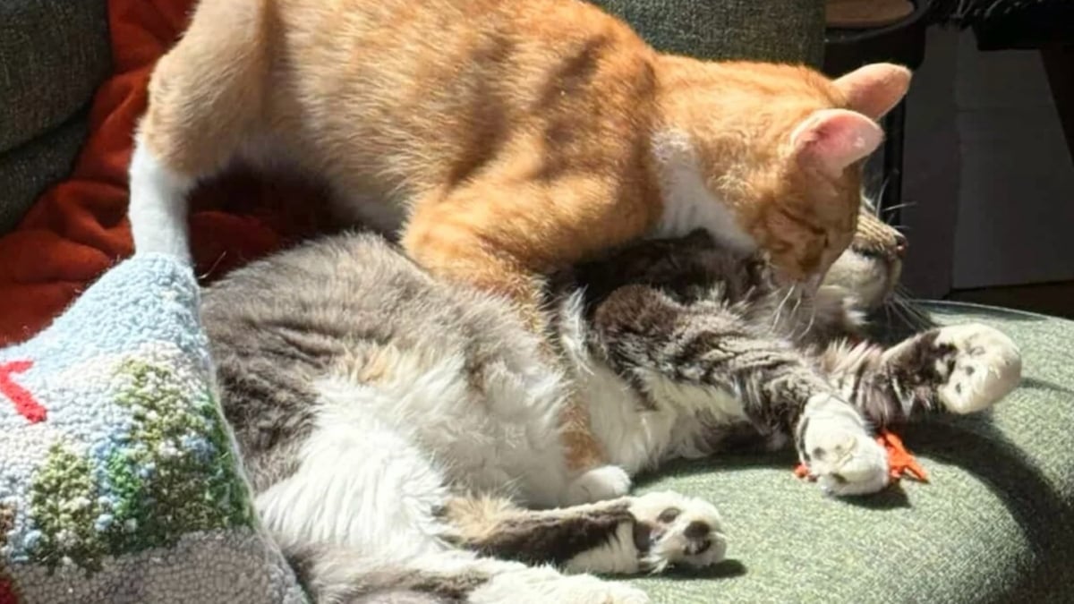 Illustration : "2 chats qui erraient dans des quartiers opposés deviennent les meilleurs amis au monde grâce à un couple en lune de miel"