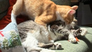 Illustration : "2 chats qui erraient dans des quartiers opposés deviennent les meilleurs amis au monde grâce à un couple en lune de miel"