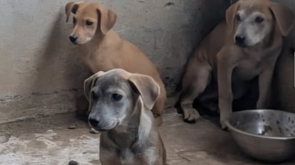 Illustration : "On a pu les sortir de cet enfer", un signalement permet aux gendarmes de libérer 13 chiens détenus dans un squat insalubre