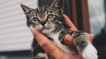 Illustration : Coincé derrière un phare de voiture, un chaton chanceux survit à un trajet de 500 kilomètres