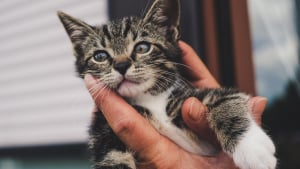 Illustration : Coincé derrière un phare de voiture, un chaton chanceux survit à un trajet de 500 kilomètres
