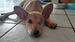 Illustration : "« Son début de vie ? Brutal », ce chien trouvé en piteux état respire la joie de vivre, malgré les épreuves, et cherche des adoptants aimants"